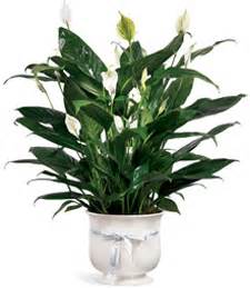 Auxter Funeral Home, 1105 Castalia Street, Bellevue, OH 44811 - info