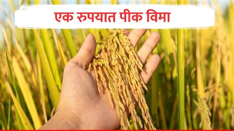 PM Pik Vima Yojana Government Crop Insurance Scheme Validty Pradhan ...