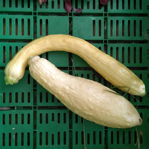Yellow Zucchini 'Yellow Crookneck' (Cucurbita pepo) seeds