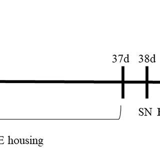 Image result for Flow Chart of Experimental Testing Process