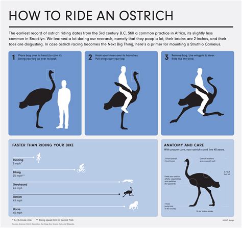 Riding Ostrich Gif