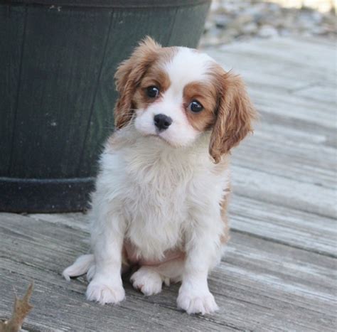 Cavalier King Charles Spaniel Puppies For Sale | Baton Rouge, LA #293813