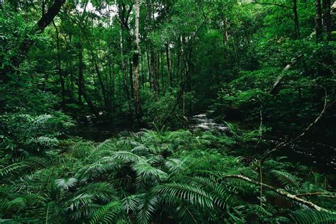 Image result for Forest O2 Vector