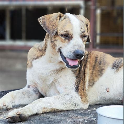 Sharan - We are for Animals