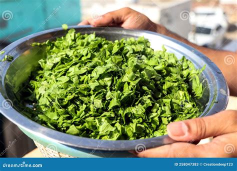 Finely Chopped and Cut Spinach for the Indian Spinach Curry in the ...