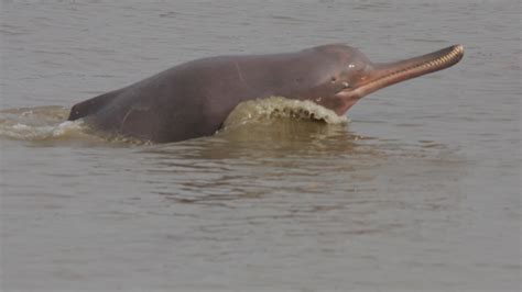 Endangered Gangetic River Dolphins’ Population Increases in India’s ...