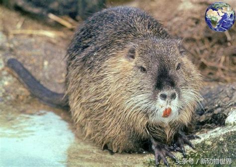 南美洲有一種體重達三十斤的「大老鼠」，還非常善於游泳 - 每日頭條