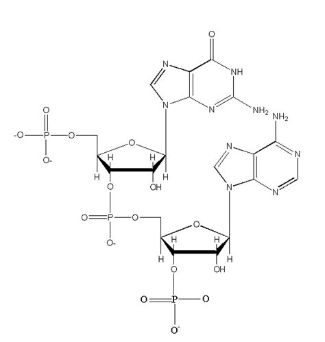 RNA Full Form 的图像结果