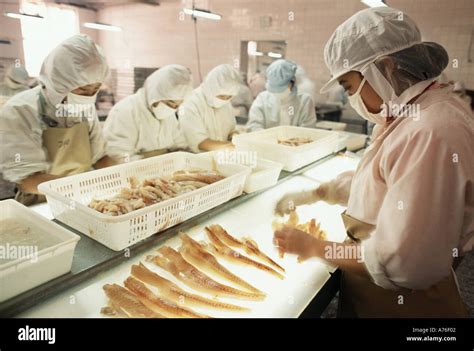 Image result for Fish Factory Tour