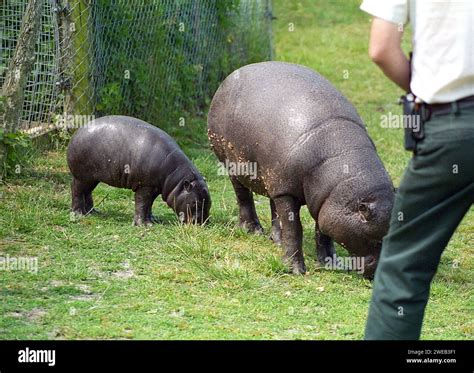 1980, Kenema, a 4 month old Pygmy Hippopotamus with his mother Chubbles ...