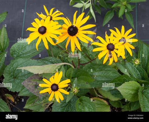 Bright yellow daisy like flowers of Rudbeckia "Goldstrum" a hardy ...