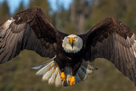 Bald Eagle In Flight Closeup Fine Art Photo Print For Sale | Prints By ...