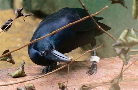 Image result for Crows Using Tools