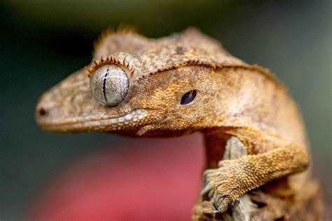 A Guide to Caring for Crested Geckos as Pets