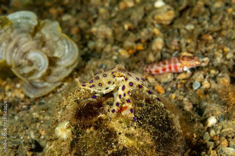 Image result for Blue-Ringed Octopus Hunting