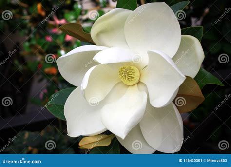 Close-up Image of a White Southern Magnolia Blossom, the Louisiana ...