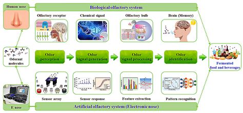 Robotics: Five Senses plus One—An Overview