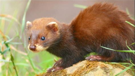 202 especies de animales cuya protección puede mejorar en Catalunya