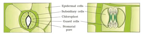 Revision Notes Anatomy of Flowering Plants - Biology Class 11 - NEET PDF