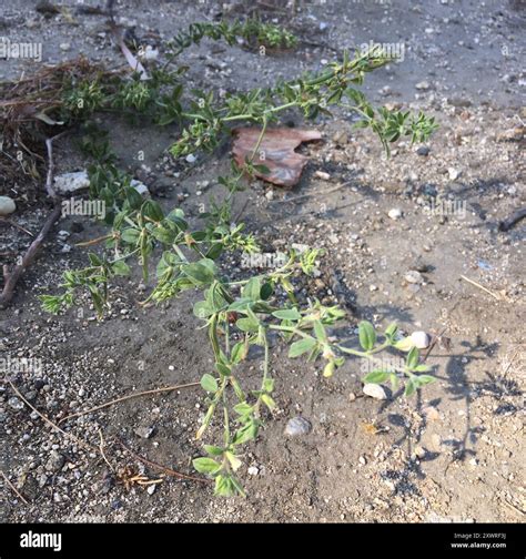 Spanish clover (Acmispon americanus) Plantae Stock Photo - Alamy
