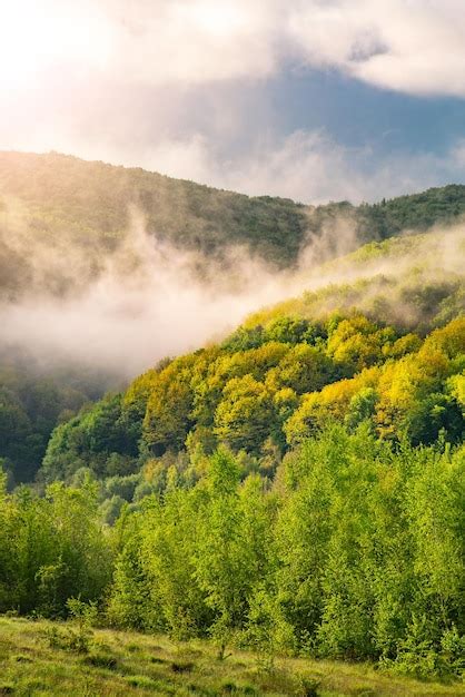 Las we mgle o wschodzie słońca Krajobraz jest zamglony Fantastyczny ...