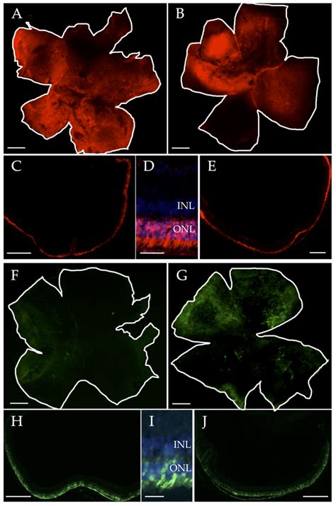 Inhibition of MicroRNA 6937 Delays Photoreceptor and Vision Loss in a ...