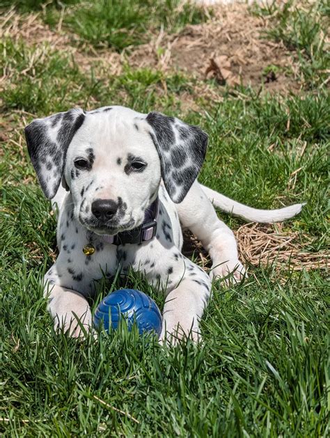 Say Hello to Eve! Forgot to post when we got her 6 weeks ago. Bonus ...