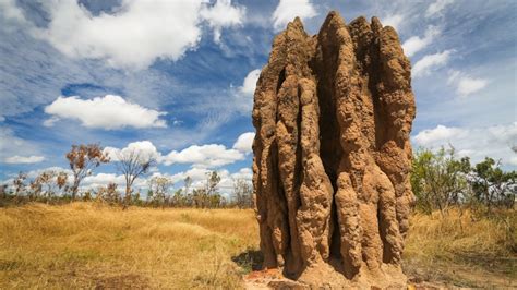 Massive termite mounds inspire new lunar habitat concept - habitat of termite