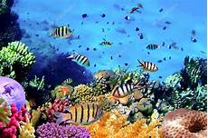 ausmalbilder fische und korallen sch 246 ne korallen und fische stockfoto 169 vlad61 5035801 ausmalbilder fische und korallen sch 246 ne korallen und fische stockfoto 169 vlad61 5035801