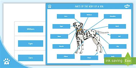 Parts of the Body of a Dog - Display Poster - Twinkl Pets