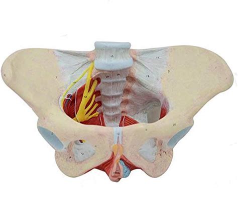 Buy LBYLYH Pelvis Muscular Model - Pelvic Female Floovic Floy Muscle ...