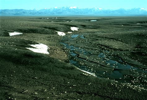 Porcupine Caribou herd | FWS.gov