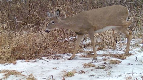 Doe tags, antlerless deer licenses in Pennsylvania go on sale in June