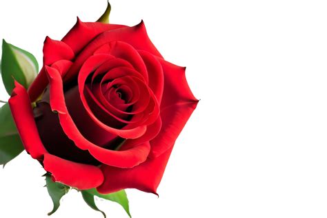 Red Rose Png, Red Rose Transparent Background. 35635685 PNG