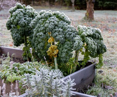 How to winterize a vegetable garden - see our 5 expert tips | Homes and ...