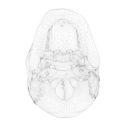 Anatomical Skull Model at Holly Standley blog