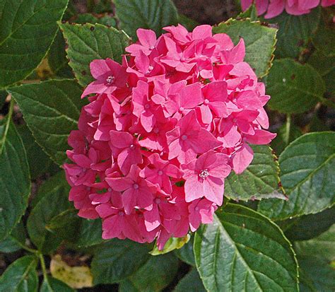 Hydrangea macrophylla