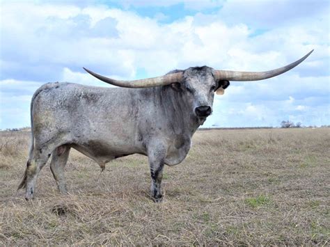 Rocking O Ranch - BH Good Fortune