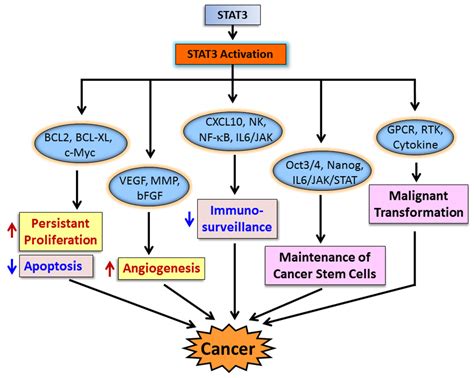 Transcription Factor STAT3 as a Novel Molecular Target for Cancer ...