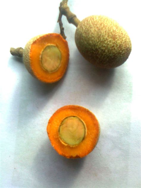 Madhubilata Fruit Plants (Stixis Suaveolens) – veliyathgardens