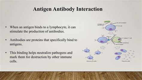 What Is Antigen presentation.pptx chemistry ppt | PPTX
