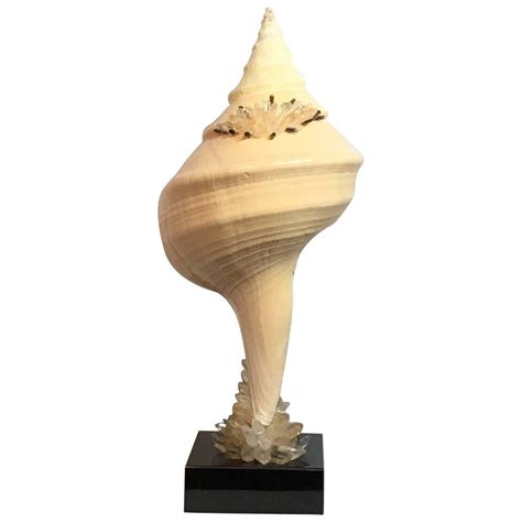 Image result for Expensive Shells