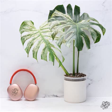 Can Plants Feel Pain? Uncovering the Science Behind Plant Perception and Intelligence – Rare ...