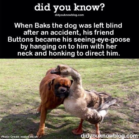 Image result for Super Random Facts