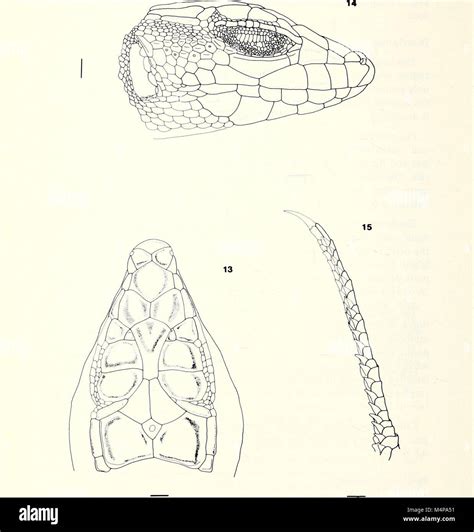 The 1982 edition of Bonner Zoologische Monographien presents in-depth studies in zoology ...