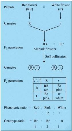 Principles of Inheritance and Variation NCERT Solutions - Biology Class ...