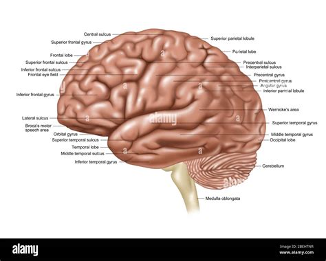 Brain, Lateral View, Illustration Stock Photo - Alamy