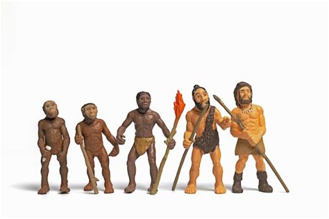 Ancient Human Evolution 的图像结果