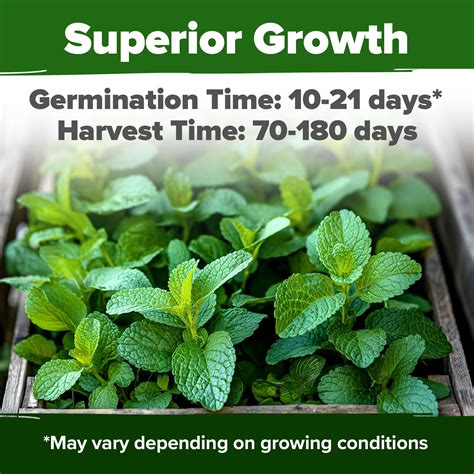 HOME GROWN Lemon Balm Seeds - 806 H2FSDNon-GMO Heirloom Seeds for ...