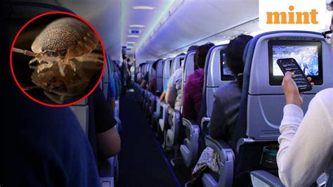 Bed bugs on a plane: Delta Air Lines, KLM sued for at least $200,000 ...